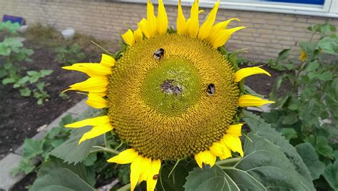  De Bloedrode Zonnebloem -  Een Visie van Oerkrachten en Kosmische Harmonie!